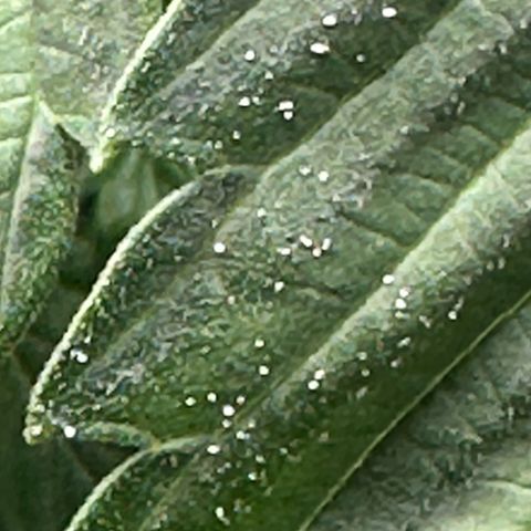 Fuegisima #5 growlog photo: Possibly powdered mildew located. Treated  possibly found powdery mildew treated with 1.5 tablespoons of 3% HP and 8 oz of water