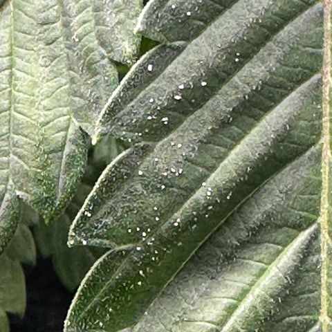 Fuegisima #5 growlog photo: Possibly powdered mildew located. Treated  possibly found powdery mildew treated with 1.5 tablespoons of 3% HP and 8 oz of water