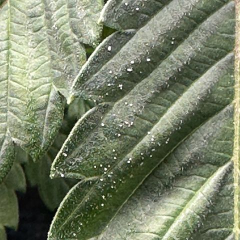 Fuegisima #5 growlog photo: Possibly powdered mildew located. Treated  possibly found powdery mildew treated with 1.5 tablespoons of 3% HP and 8 oz of water