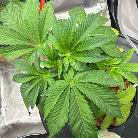 Fuegisima #5 growlog photo: Powdery mildew appears to be going away. Will give it another spray this morning and overnight. Plant looks more vibrant 