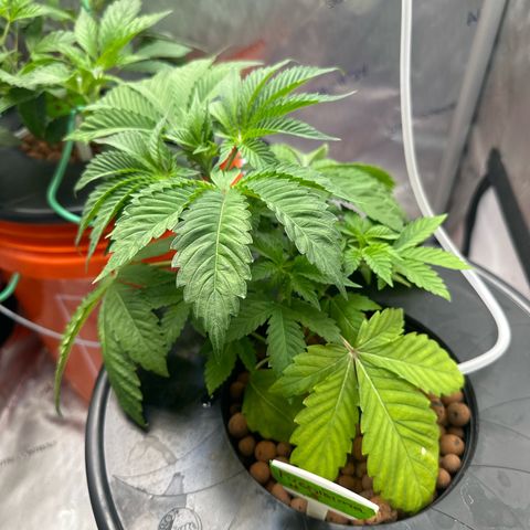 Fuegisima #5 growlog photo: Powdery mildew appears to be going away. Will give it another spray this morning and overnight. Plant looks more vibrant 