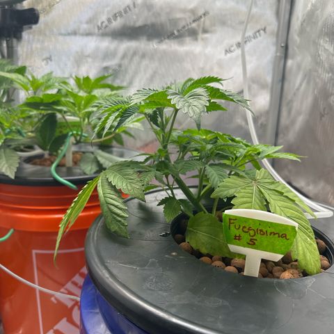 Fuegisima #5 growlog photo: Powdery mildew appears to be going away. Will give it another spray this morning and overnight. Plant looks more vibrant 