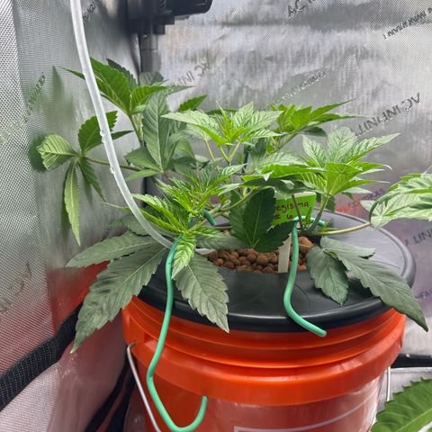 Fuegisima #6 growlog timeline photo