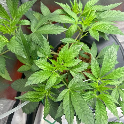 Fuegisima #6 growlog timeline photo