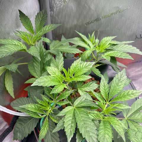Fuegisima #6 growlog timeline photo