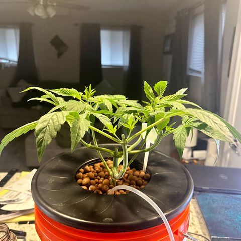Fuegisima #6 growlog timeline photo