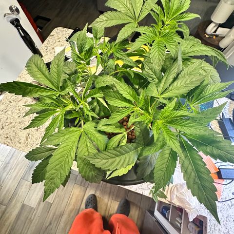 Fuegisima #6 growlog timeline photo