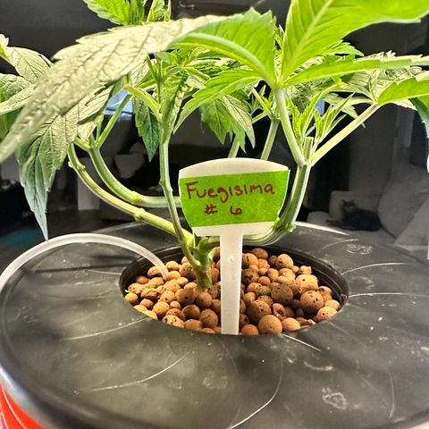 Fuegisima #6 growlog timeline photo