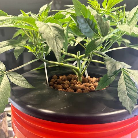 Fuegisima #6 growlog timeline photo