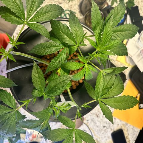 Fuegisima #6 growlog timeline photo