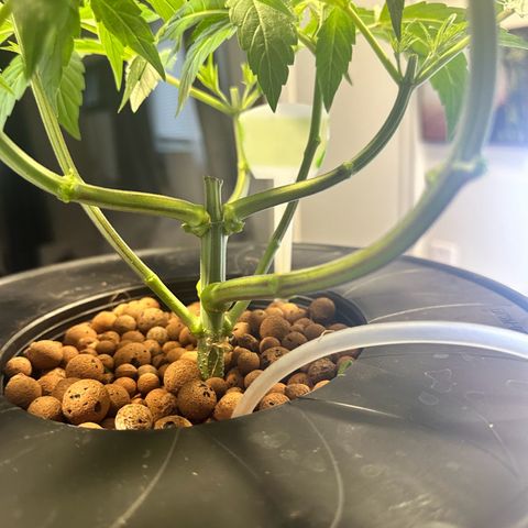 Fuegisima #6 growlog timeline photo