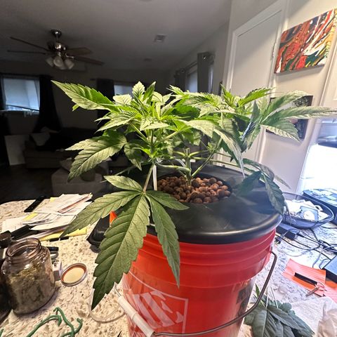 Fuegisima #6 growlog timeline photo