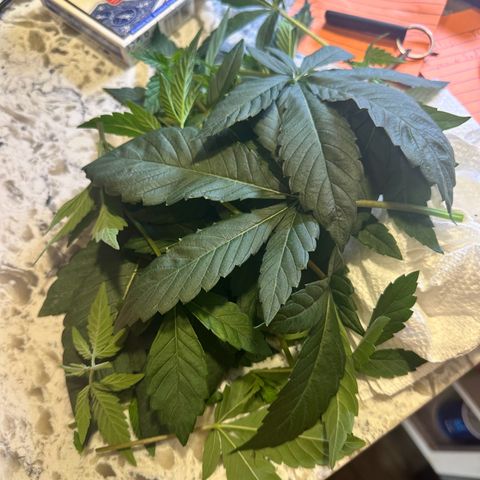Fuegisima #6 growlog timeline photo