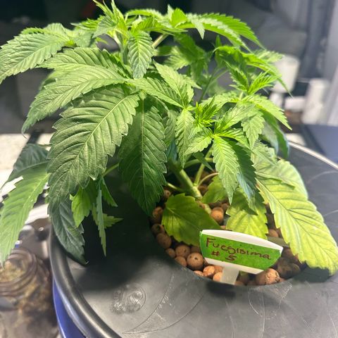 Fuegisima #5 growlog timeline photo