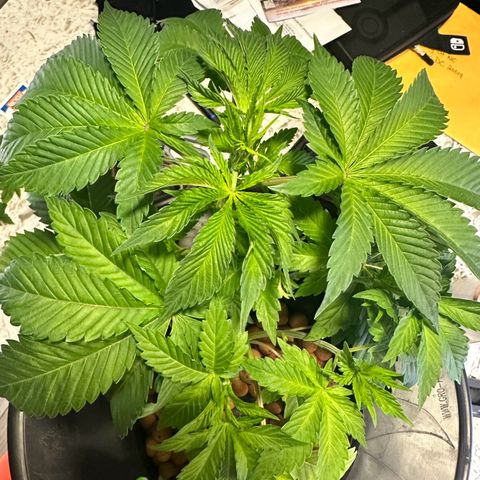 Fuegisima #5 growlog timeline photo