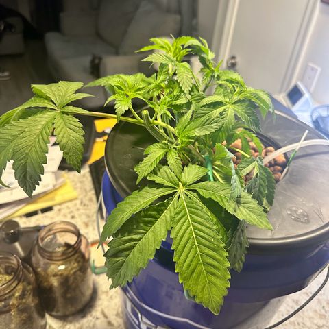 Fuegisima #5 growlog timeline photo