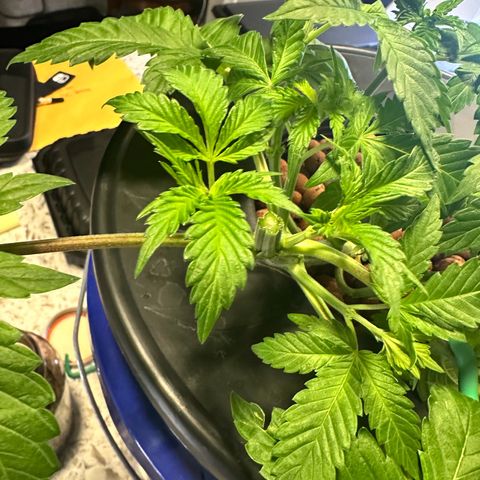 Fuegisima #5 growlog timeline photo