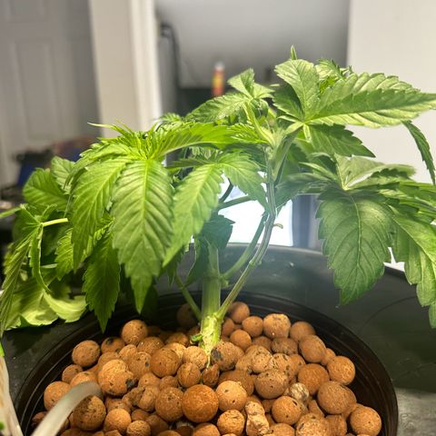 Fuegisima #5 growlog timeline photo