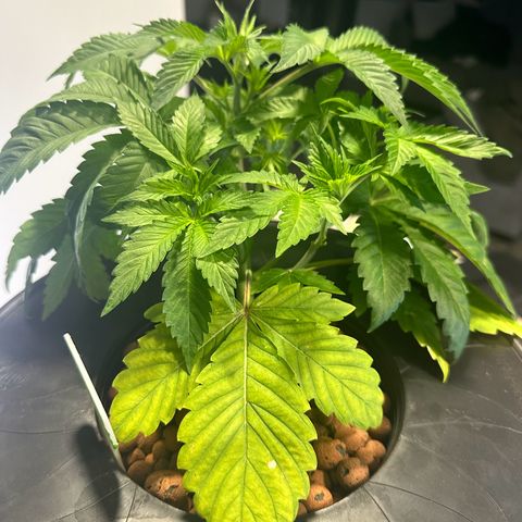 Fuegisima #5 growlog timeline photo