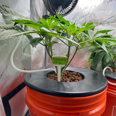 Fuegisima #6 growlog timeline photo