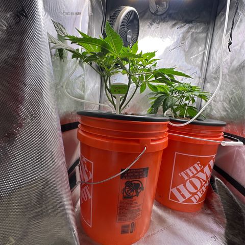 Fuegisima #6 growlog timeline photo