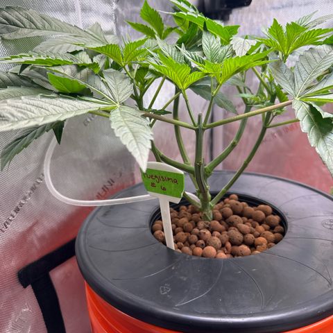Fuegisima #6 growlog timeline photo