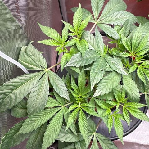 Fuegisima #6 growlog timeline photo