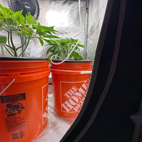 Fuegisima #5 growlog timeline photo