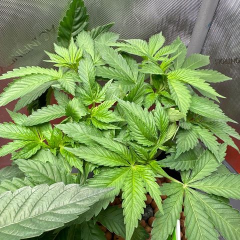 Fuegisima #5 growlog timeline photo