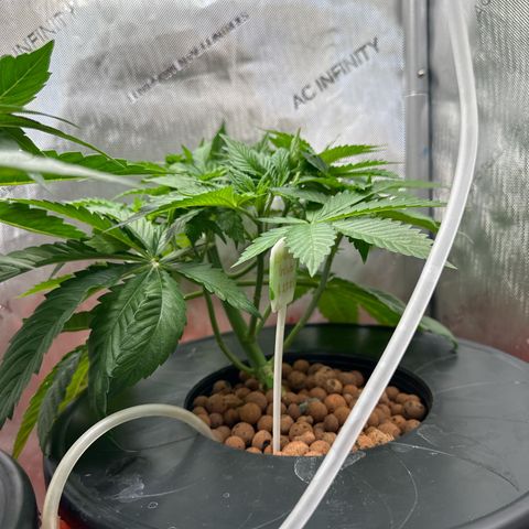 Fuegisima #5 growlog timeline photo
