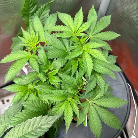 Fuegisima #5 growlog timeline photo