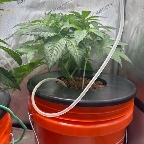 Fuegisima #5 growlog timeline photo