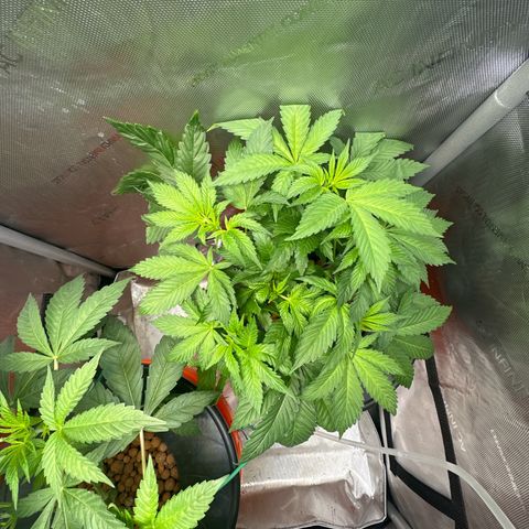 Fuegisima #5 growlog timeline photo