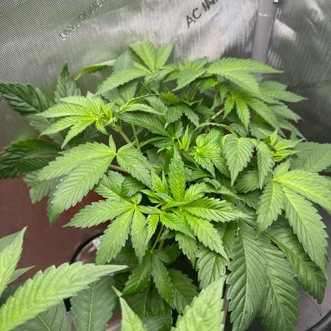 Fuegisima #5 growlog timeline photo