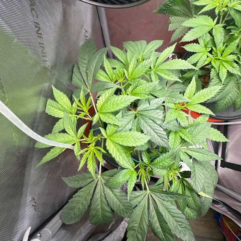 Fuegisima #6 growlog timeline photo