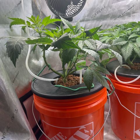 Fuegisima #6 growlog timeline photo