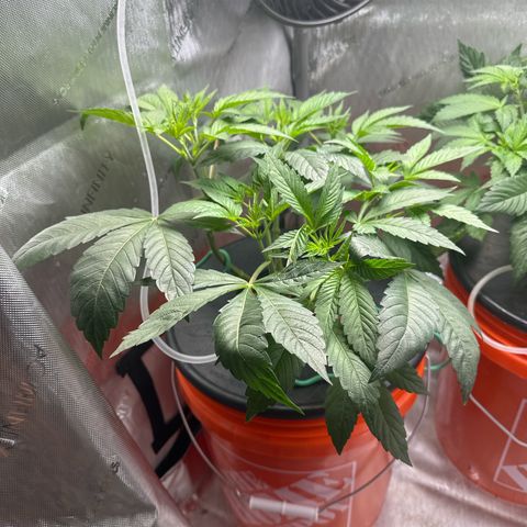 Fuegisima #6 growlog timeline photo