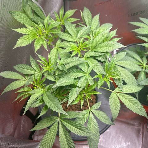 Fuegisima #6 growlog timeline photo