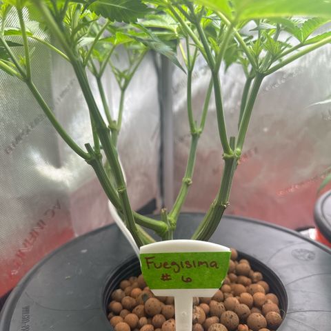 Fuegisima #6 growlog timeline photo
