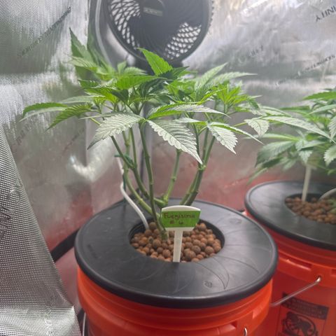 Fuegisima #6 growlog timeline photo
