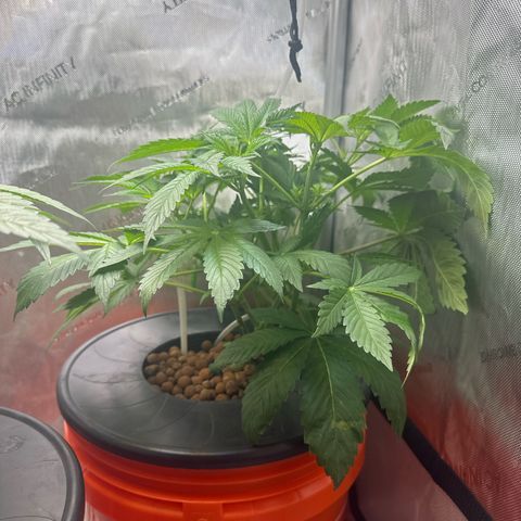 Fuegisima #5 growlog timeline photo