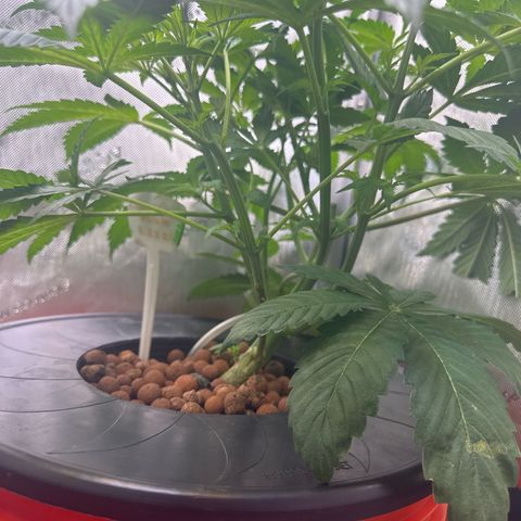 Fuegisima #5 growlog timeline photo