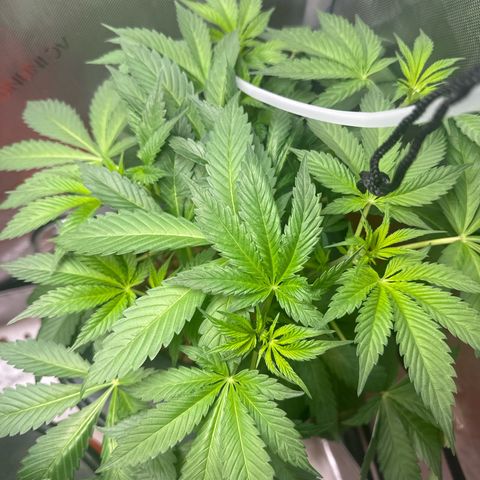 Fuegisima #5 growlog timeline photo