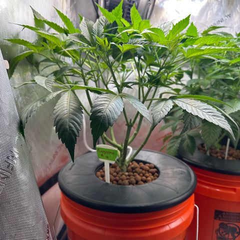 Fuegisima #6 growlog timeline photo