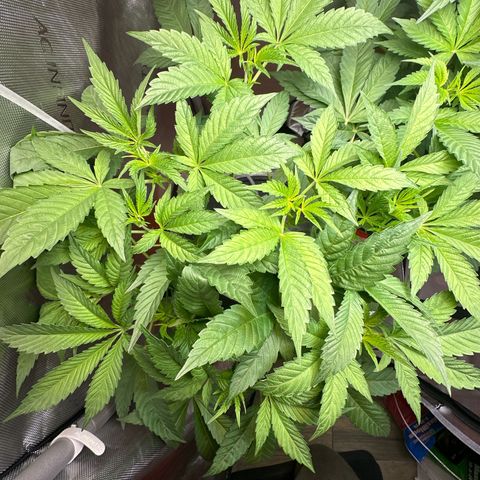 Fuegisima #6 growlog timeline photo