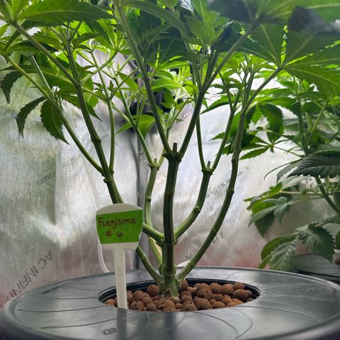 Fuegisima #6 growlog timeline photo