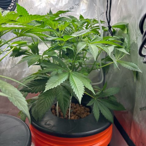 Fuegisima #5 growlog timeline photo