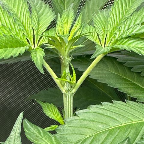 Fuegisima #5 growlog timeline photo