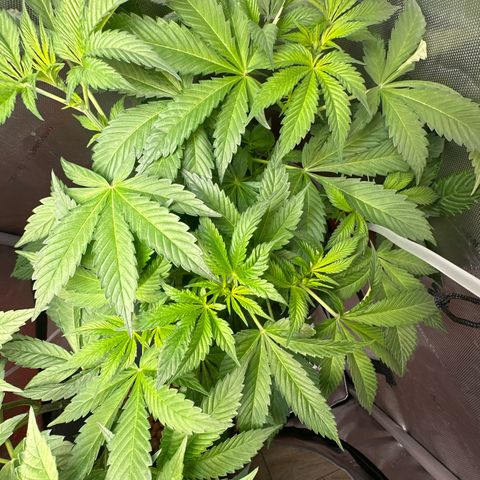 Fuegisima #5 growlog timeline photo