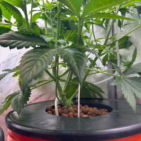 Fuegisima #5 growlog timeline photo